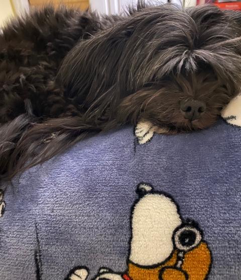 Image of Andrew Kelley's dog