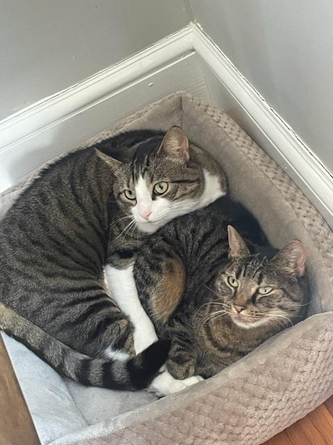 Image of Dawn Tobin's cats