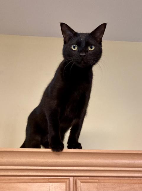 Image of Marc Merrill's black cat