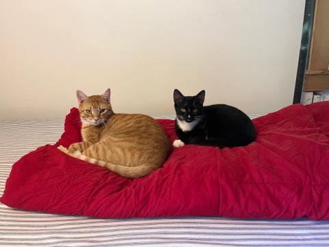Image of Lucy's Cats