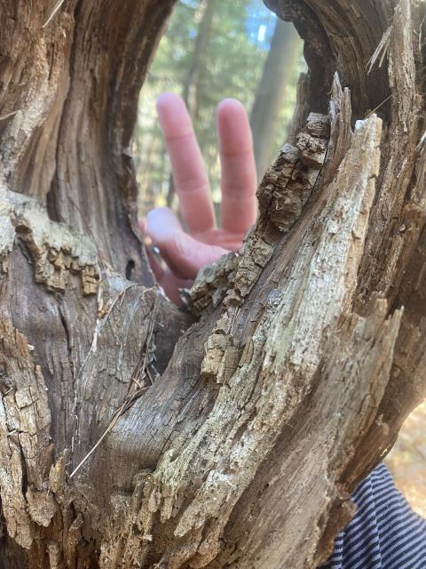 Student flashes peace sign through tree